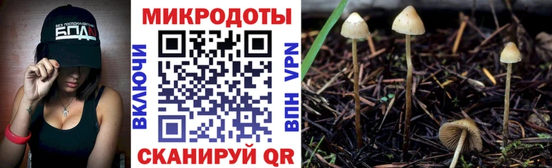 где купить наркоту  Нижняя Салда  Галлюциногенные грибы Cubensis 